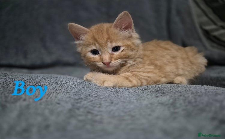 British Longhair cats - Advert 1