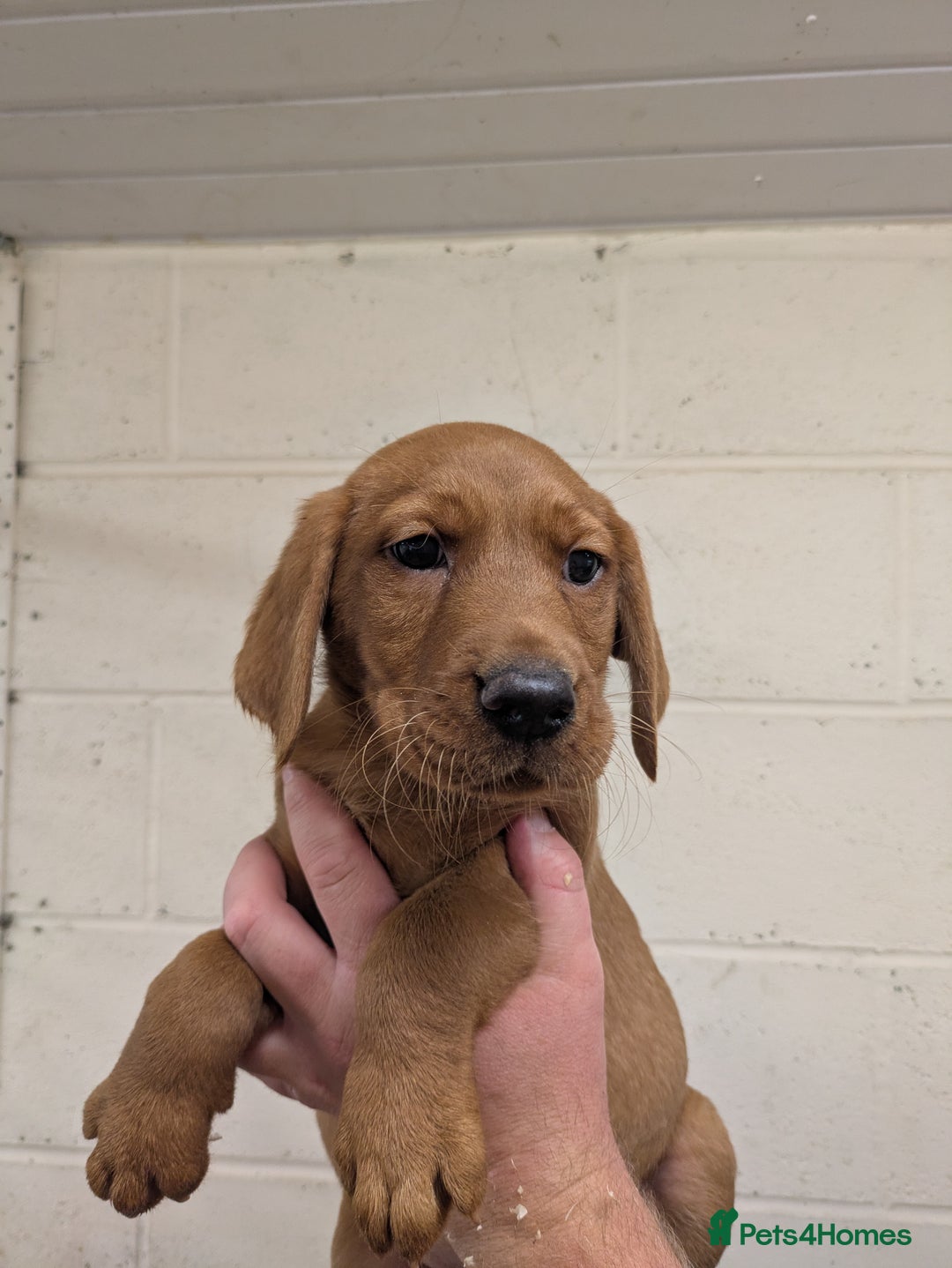 Labrador Retriever dogs for sale: Gorgeous Labrador Puppies for sale - Image 7
