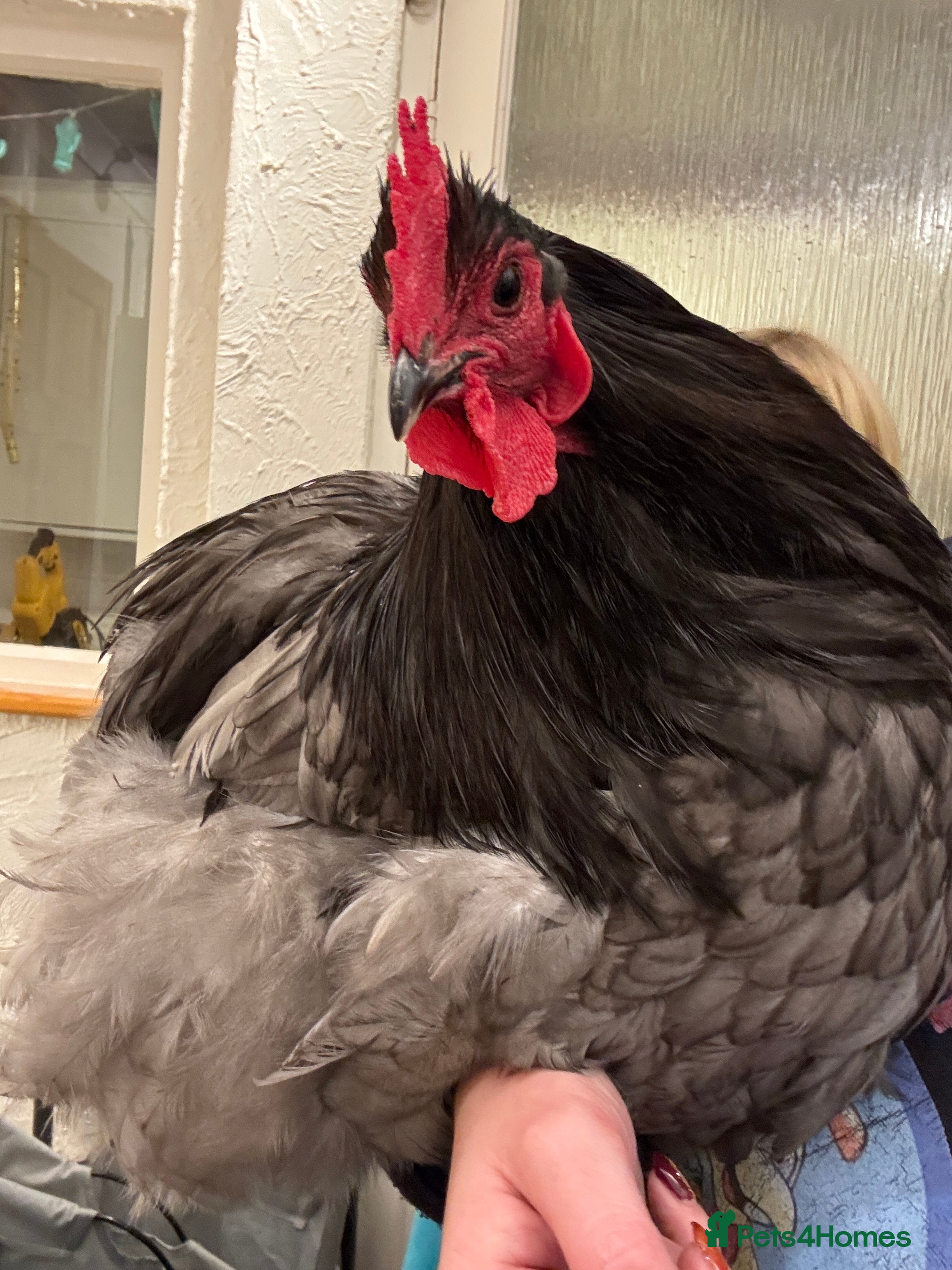 Chickens poultry Cockerel needing new home - Advert 1