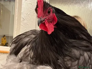 Chickens poultry Cockerel needing new home - Advert 2