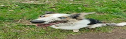 Border Collie dogs for sale: Rehoming beautiful Border Collie (Skye) - Advert 10