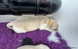 Golden Retriever dogs for sale: Golden Retriever Puppies for sale - Image 7