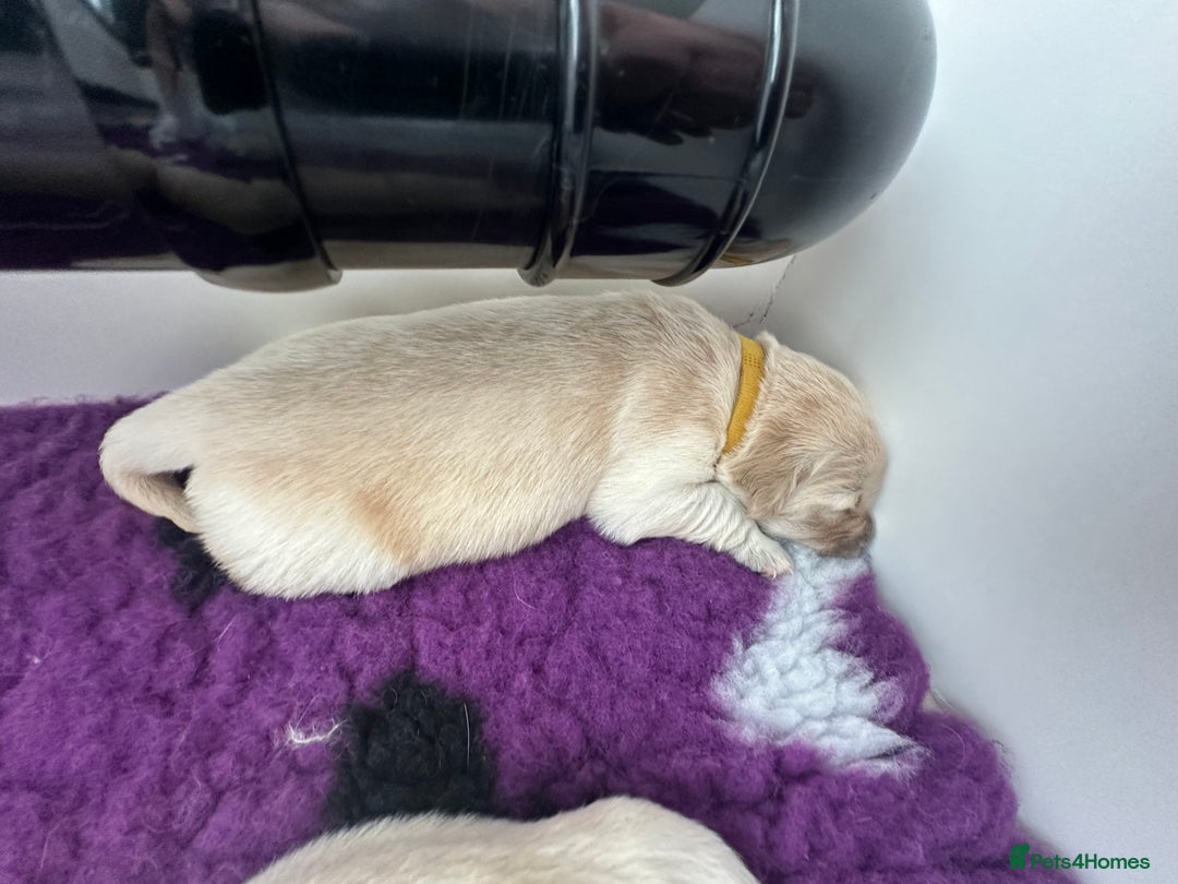 Golden Retriever dogs for sale: Golden Retriever Puppies for sale - Image 7