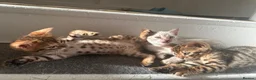 Bengal cats for sale: 3 pure bengals boys available  - Advert 8