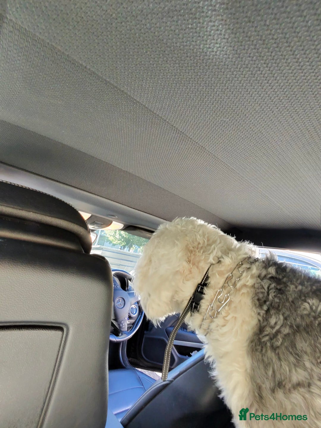 Old English Sheepdog dogs for stud: Beautiful, Happy Go Lucky Old English Sheepdog - Image 8