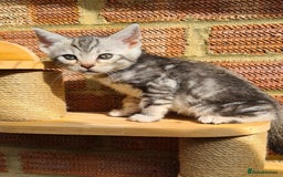 Bengal cats for sale: Full pedigree bengal kitten - Image 16