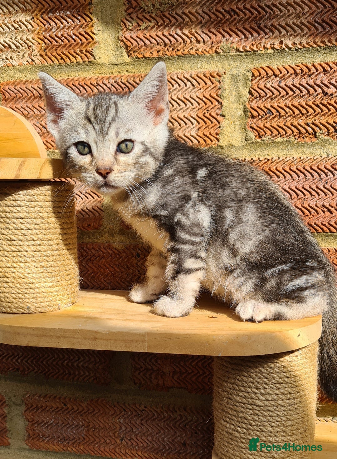 Bengal cats for sale: Full pedigree bengal kitten - Image 16