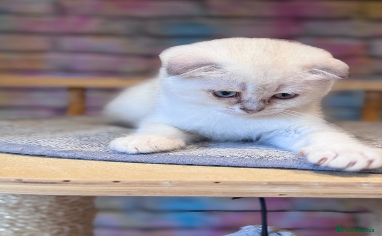Scottish Fold cats - Advert 5