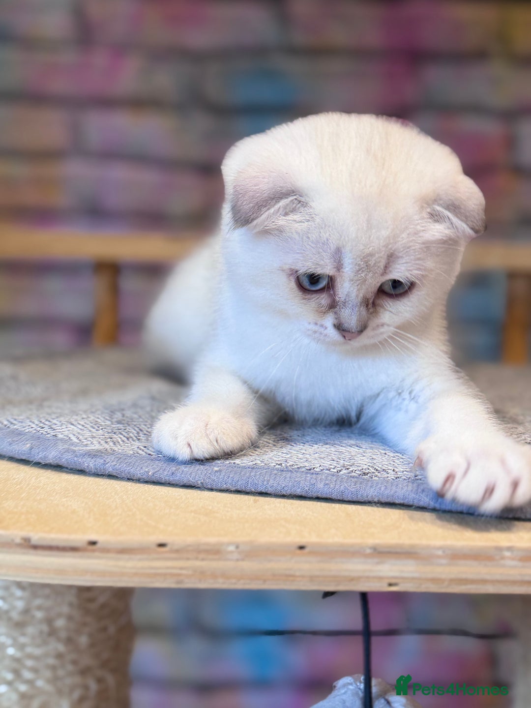 Scottish Fold cats for sale: READY 📣PEDIGREE SCOTTISH FOLD KITTENS 🐱  - Image 1