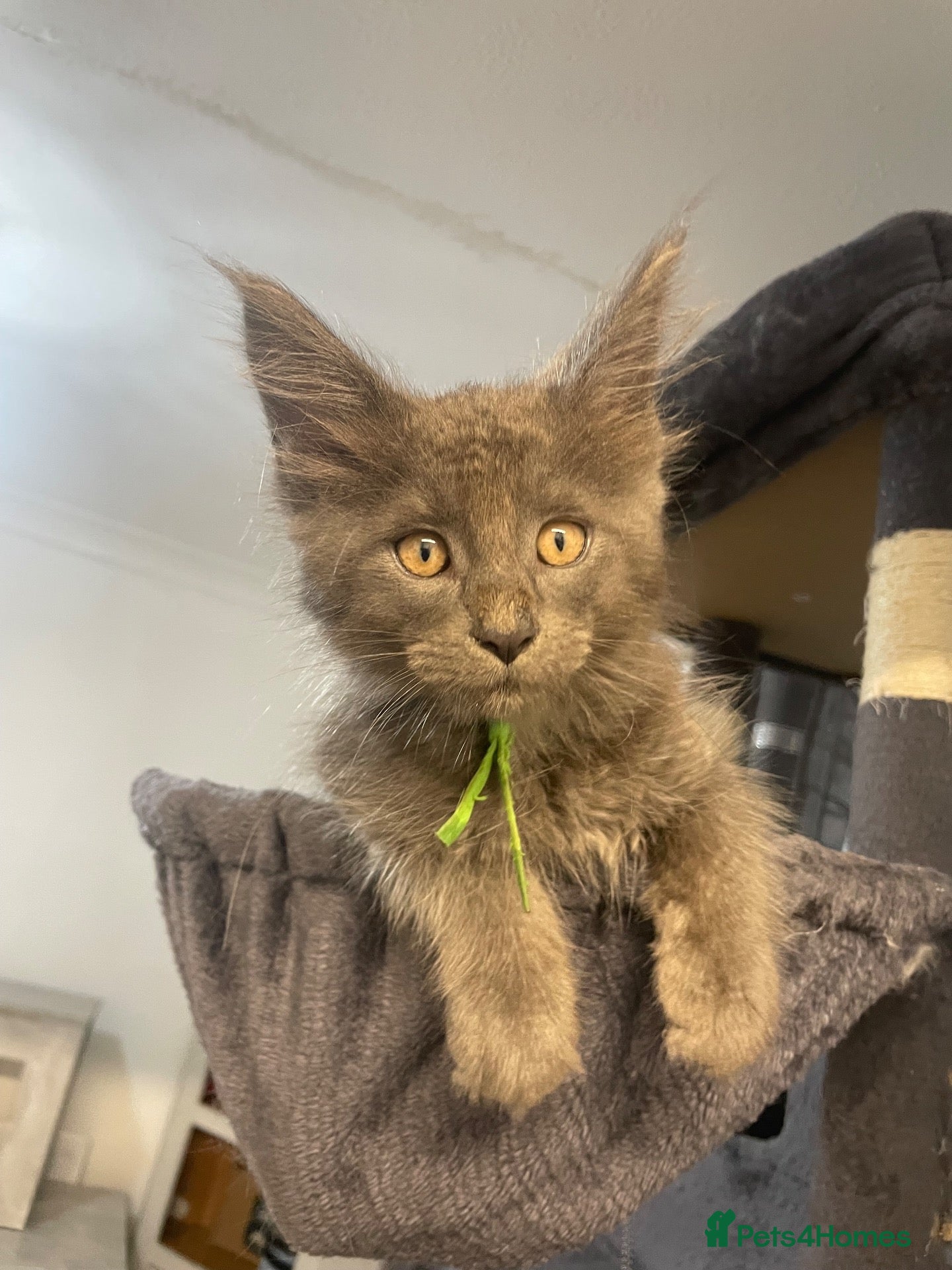 Maine Coon cats 7 GCCF registered Maine coon boys. - Advert 2