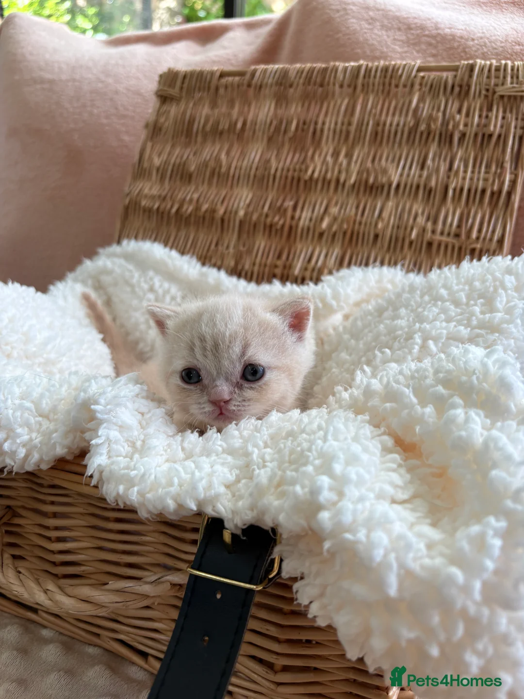 British Shorthair cats for sale: British Shorthair GCCF Registered Kittens in Barnsley - Advert 2