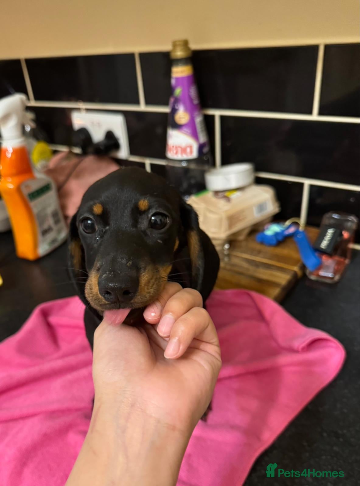Miniature Dachshund dogs LAST PUPPY LEFT! BLACK AND TAN GIRL - Advert 13