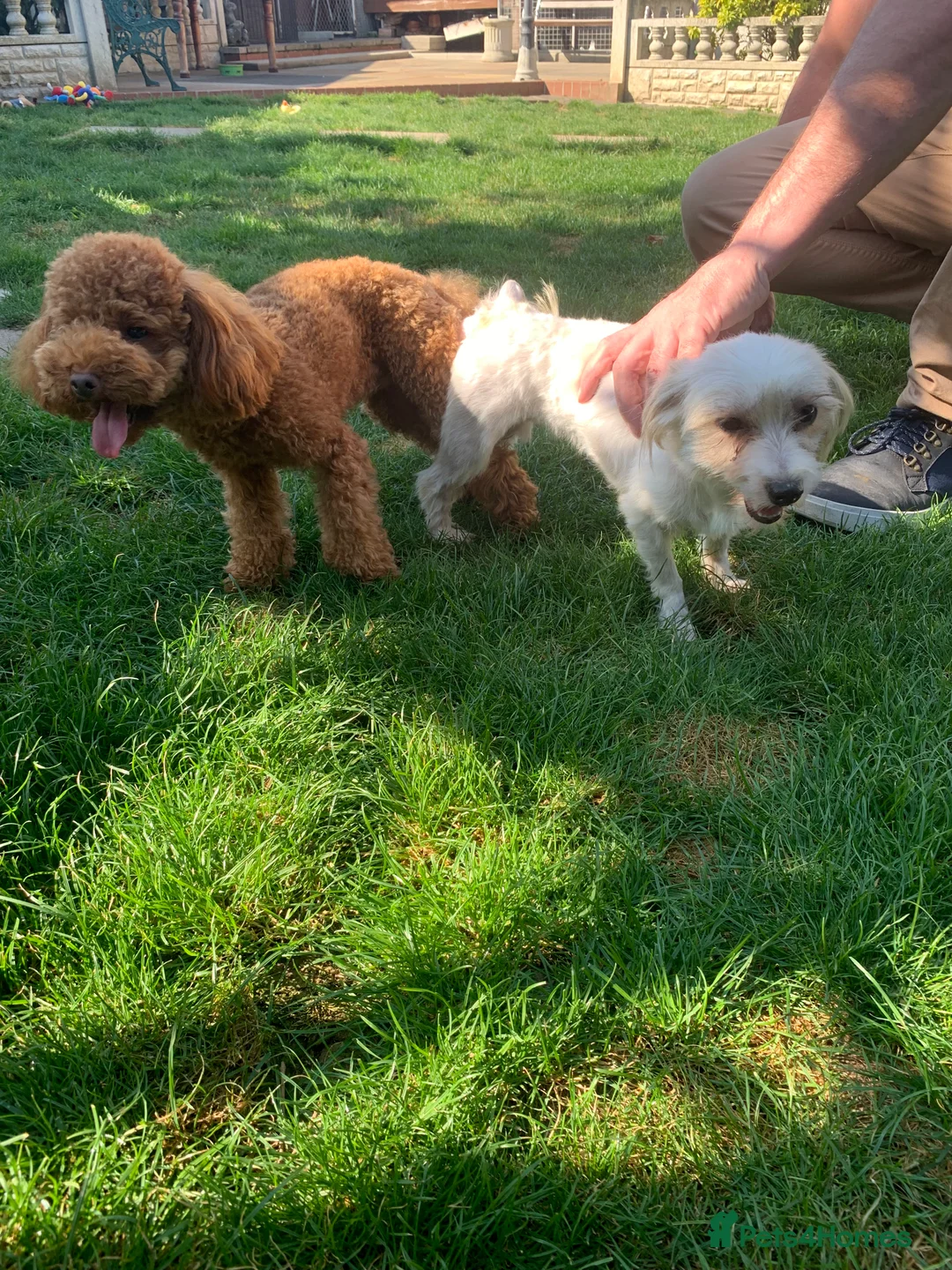 Toy Poodle dogs for stud: Gorgeous, KC reg. Genetic tested, Red Toy Poodle in London - Advert 2