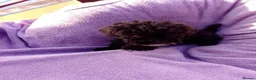Cockapoo dogs for sale: 5 Cockapoo ready now liensed breeder  - Advert 9