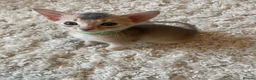 Abyssinian cats for sale: Abyssinian Kittens 🐾 - Advert 2
