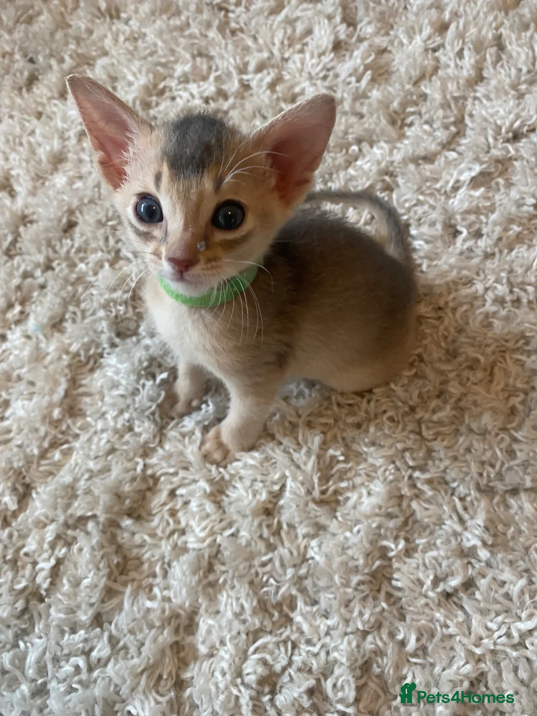 Abyssinian cats for sale: Abyssinian Kittens 🐾 - Advert 2