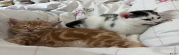 British Shorthair cats for sale: 4 Adorable kittens for sale  - Advert 11