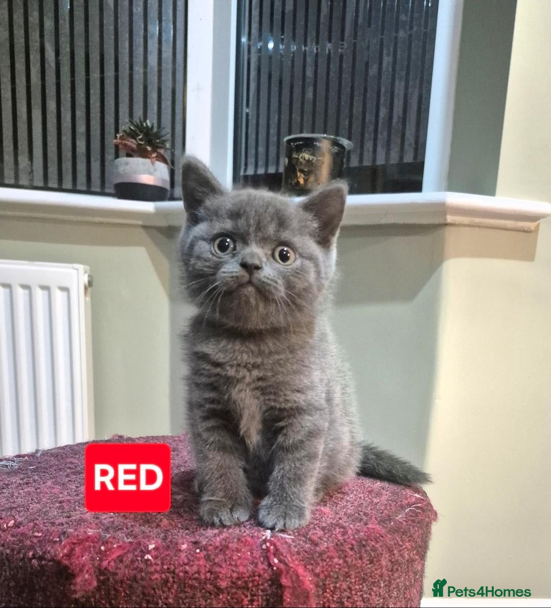 Scottish Fold cats ONLY 1 LEFT  - Advert 18