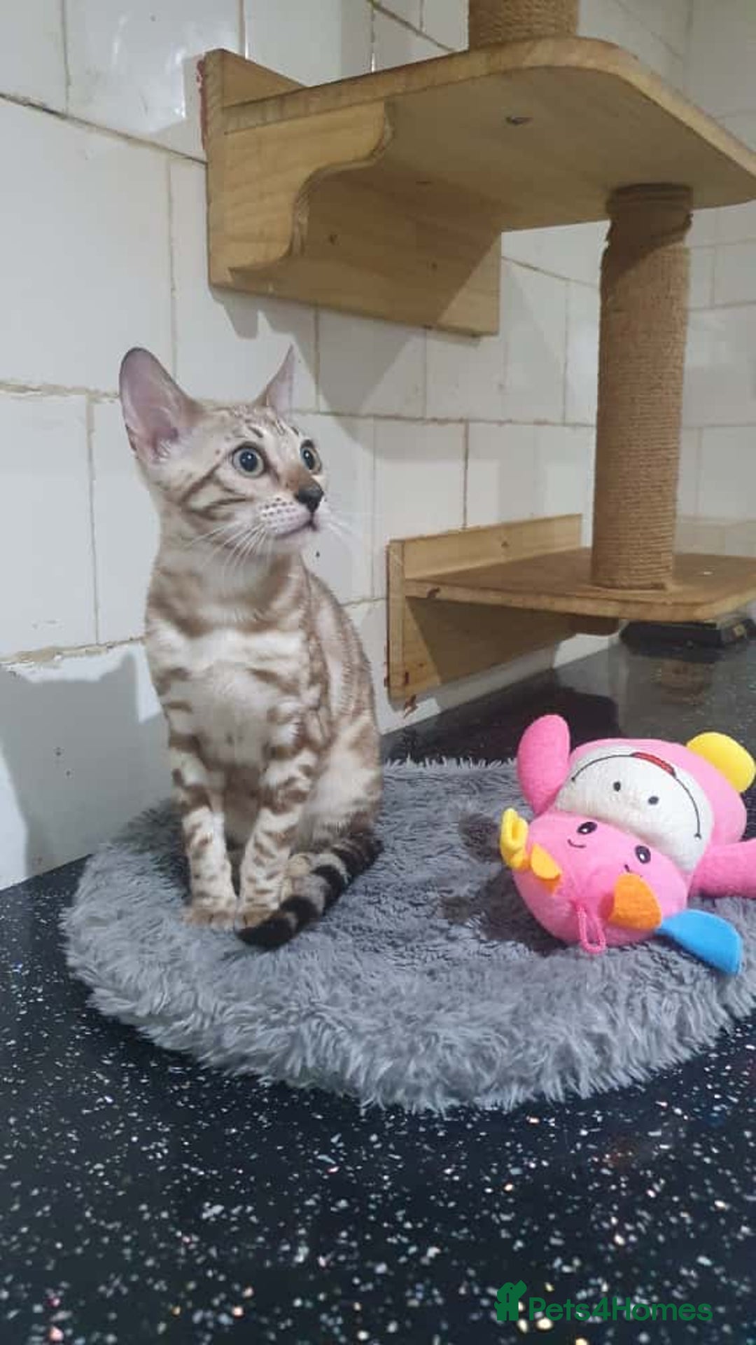 Bengal cats for sale: 🔥✨Pedigree TICA-Registered Bengals - Image 38