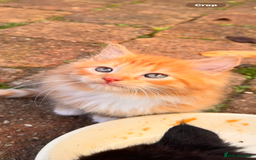 Mixed Breed cats for sale: two boys and a girl - Image 1