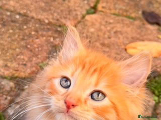 Mixed Breed cats - Advert 29