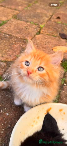 Mixed Breed cats - Advert 1