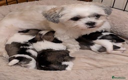 Lhasa Apso dogs for sale: 4 gorgeous Lhasa apso puppies  - Image 9