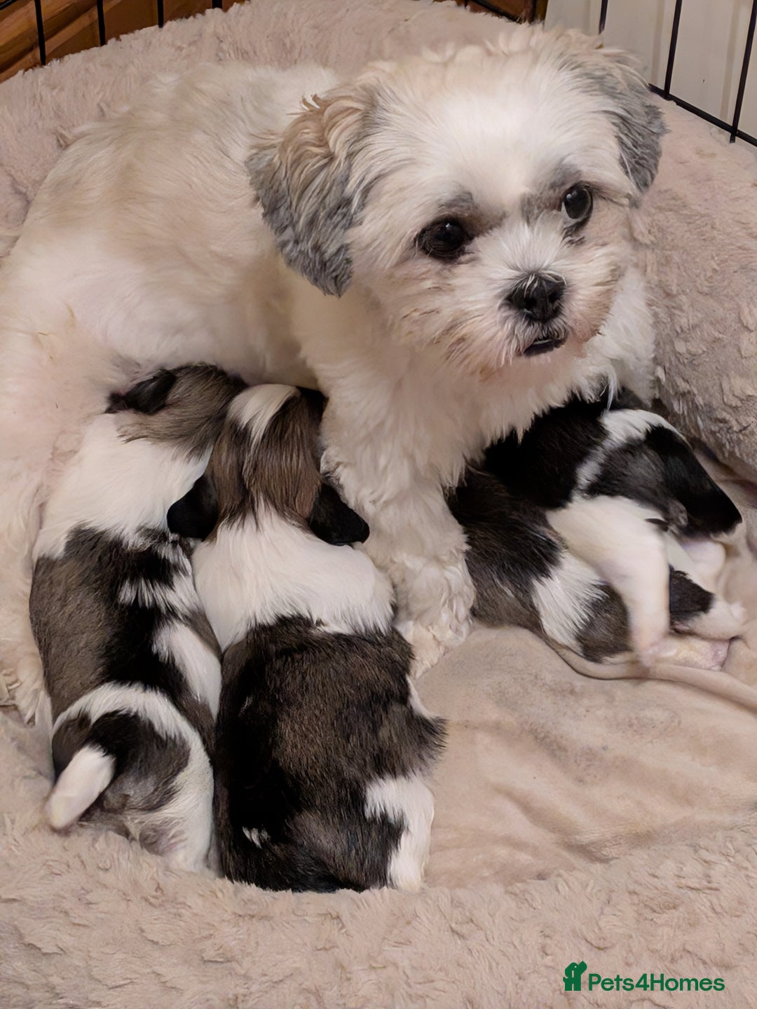 Lhasa Apso dogs for sale: 4 gorgeous Lhasa apso puppies  - Image 9