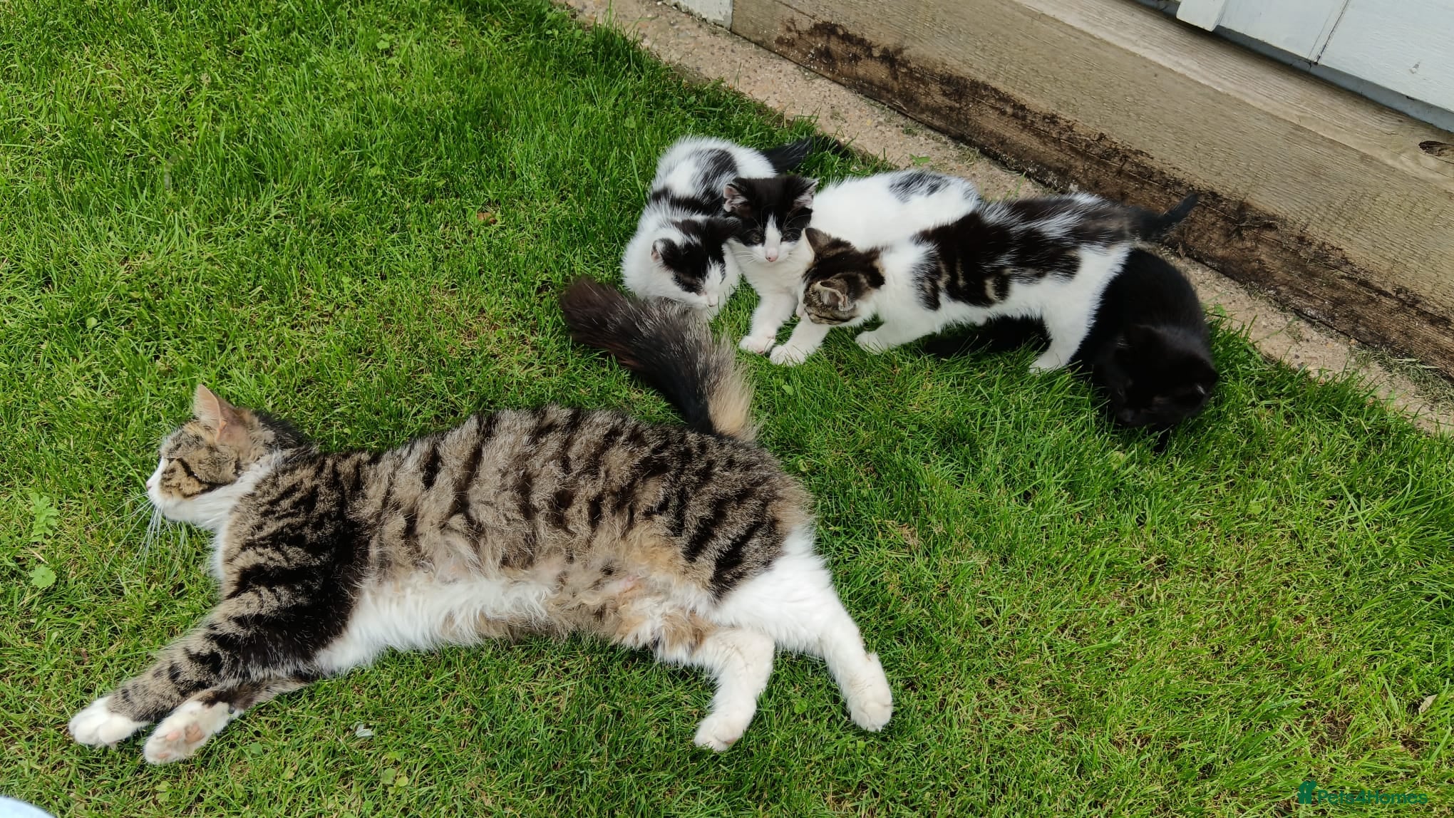 Mixed Breed cats for sale: Kittens for sale  in Peterborough - Advert 7