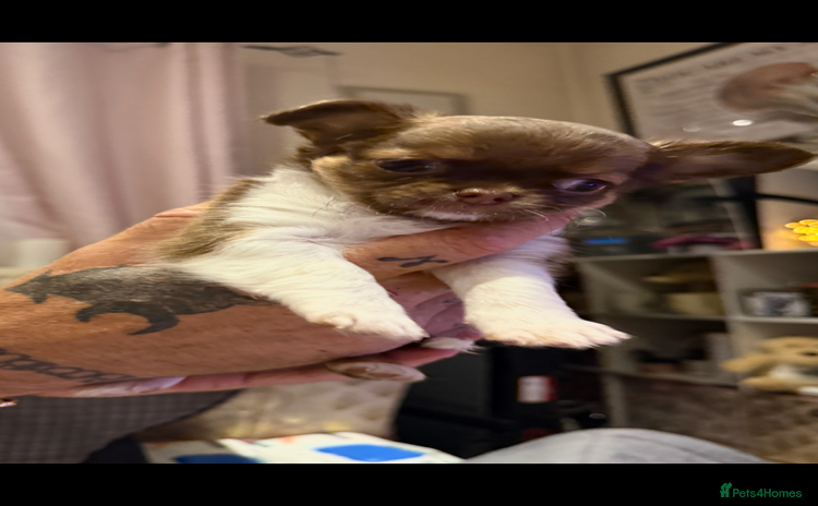 Chihuahua dogs - Advert 12
