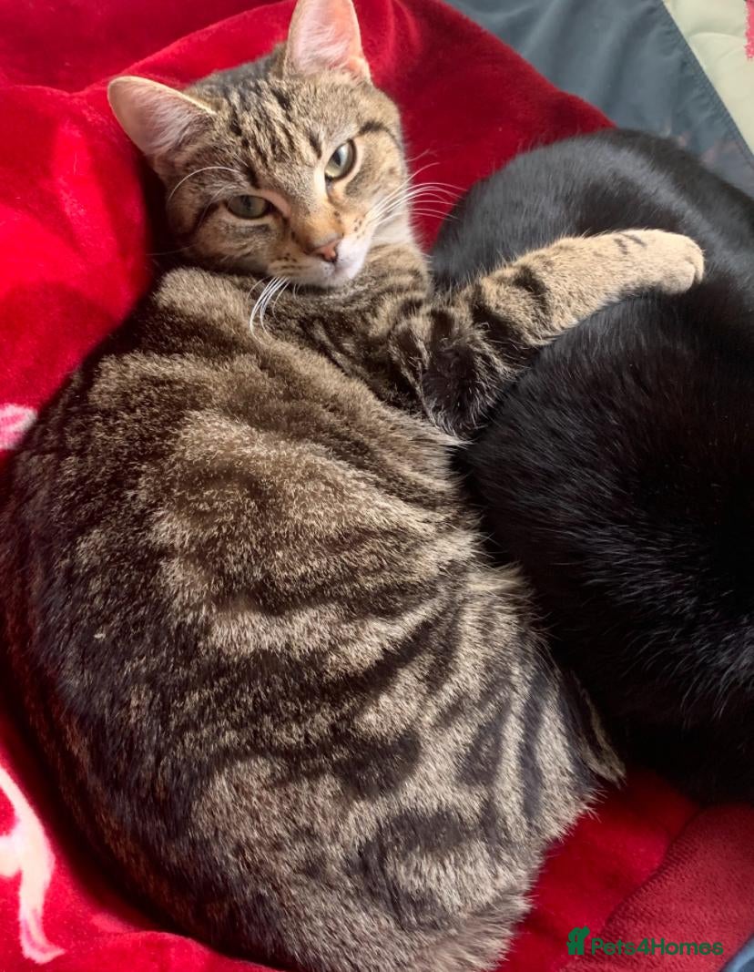Domestic Shorthair cats Beautiful kittens  - Advert 2