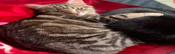 Domestic Shorthair cats for sale: Beautiful kittens  - Advert 1