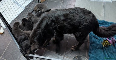 German Shepherd dogs Gorgeous and Rare German Shepherd Puppies for Sale - Advert 4