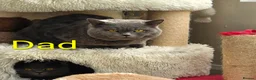 British Shorthair cats for sale: Beautiful British Shorthair Kittens 🐾 - Advert 23