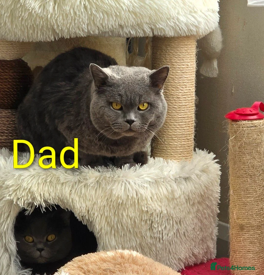 British Shorthair cats for sale: Beautiful British Shorthair Kittens 🐾 - Advert 23