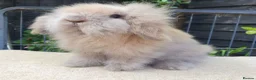 Mini Lion Lop rabbits for sale: Baby lionlop boy rabbit available now - Advert 2