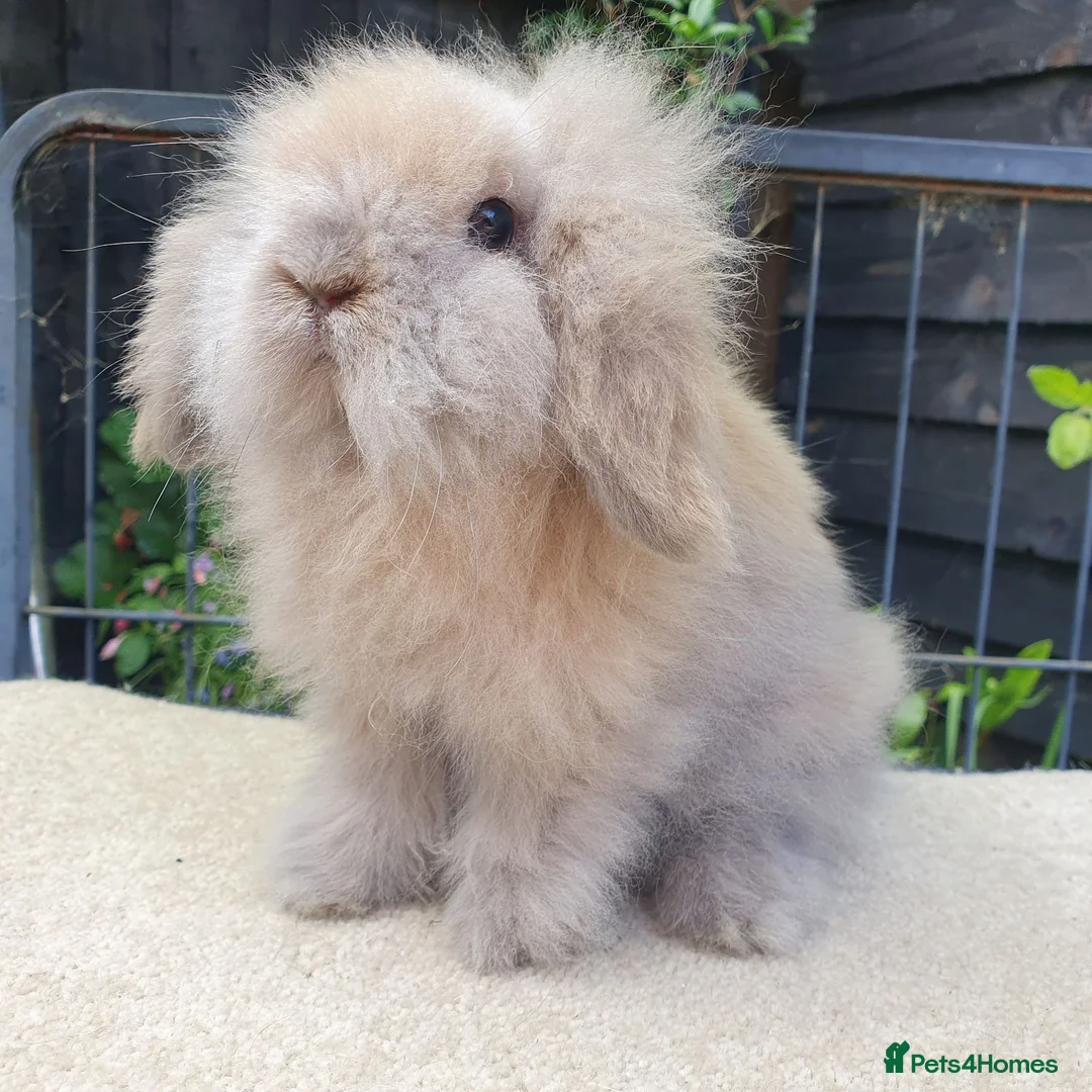 Mini Lion Lop rabbits for sale: Baby lionlop boy rabbit available now - Advert 2