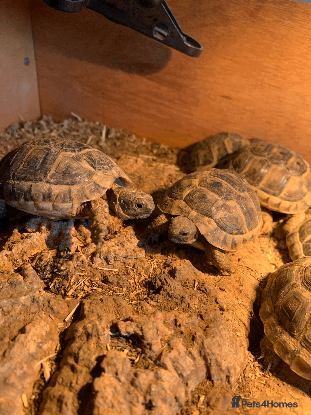 Tortoise reptiles for sale: Mediterranean Spur-thigh Hatchlings - Advert 4