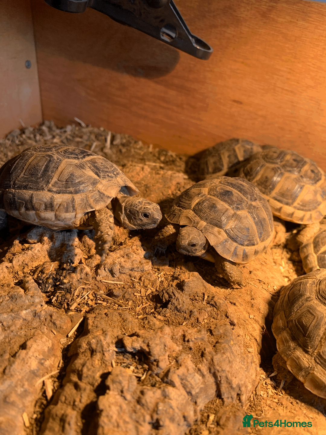 Tortoise reptiles for sale: Mediterranean Spur-thigh Hatchlings - Advert 4