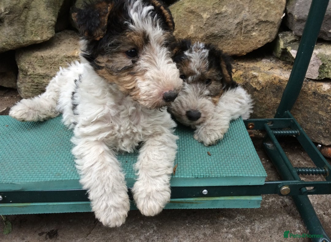 Fox Terrier dogs for sale: Wire Haired Fox Terrier Puppies - Image 9