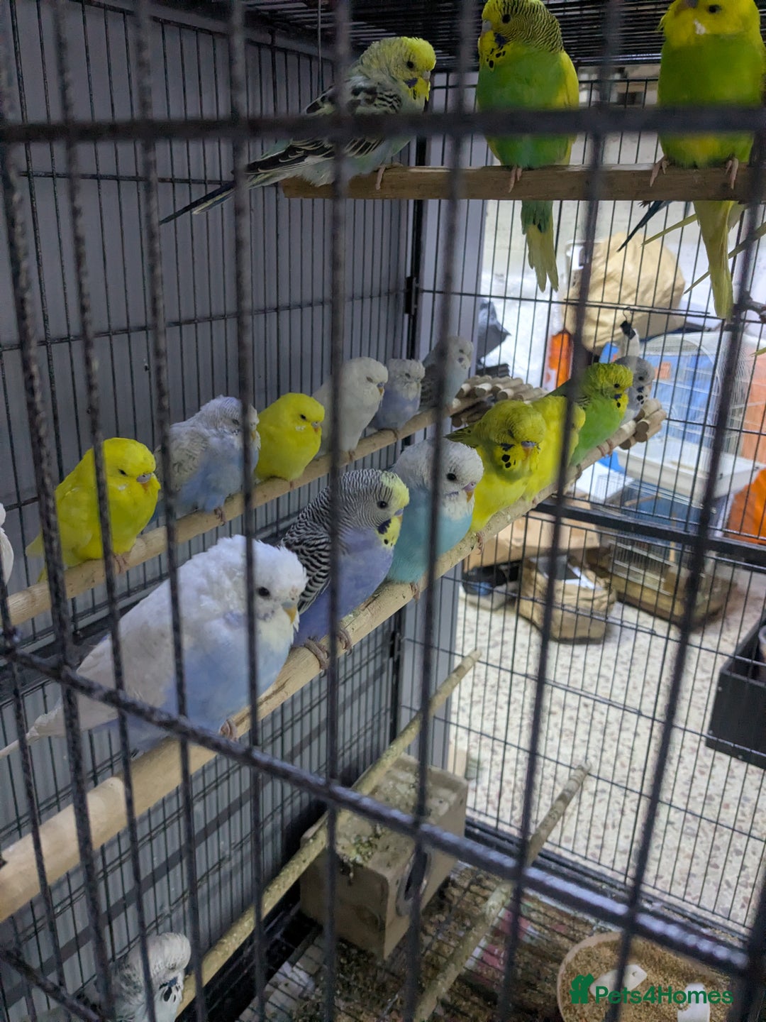 Budgerigars birds for sale: All Colours in Budgies - Image 6