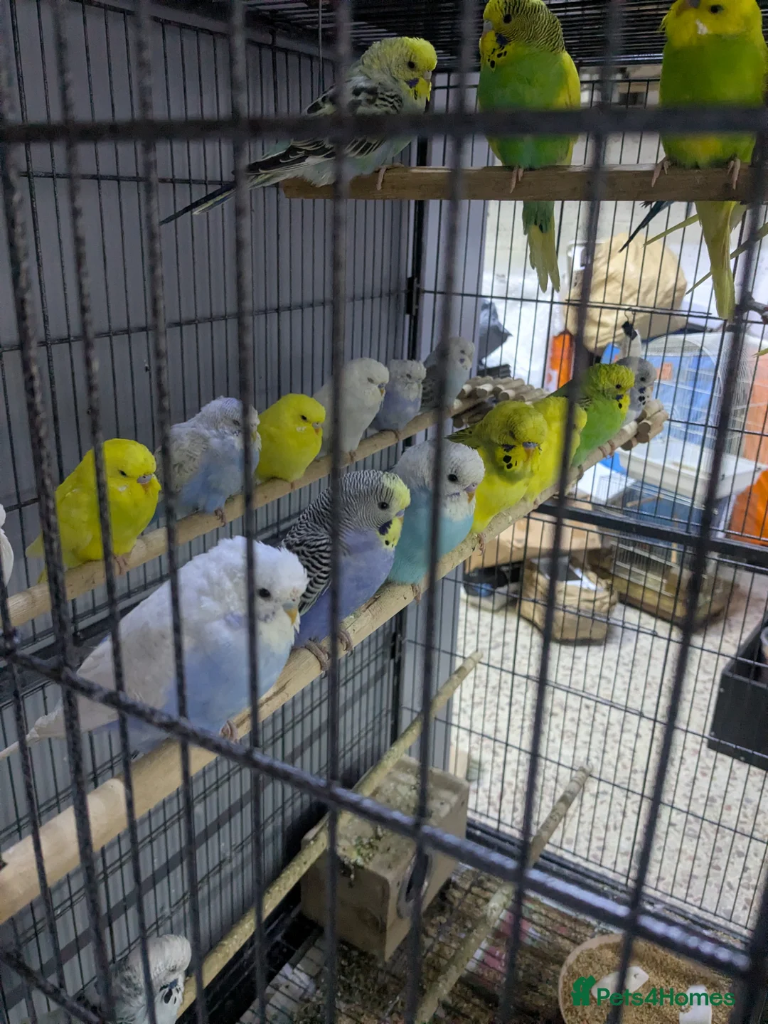 Budgerigars birds for sale: All Colours in Budgies - Advert 7