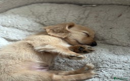 Miniature Dachshund dogs for sale: 🐾KC CREAM Long haired miniature dachshund  - Image 7