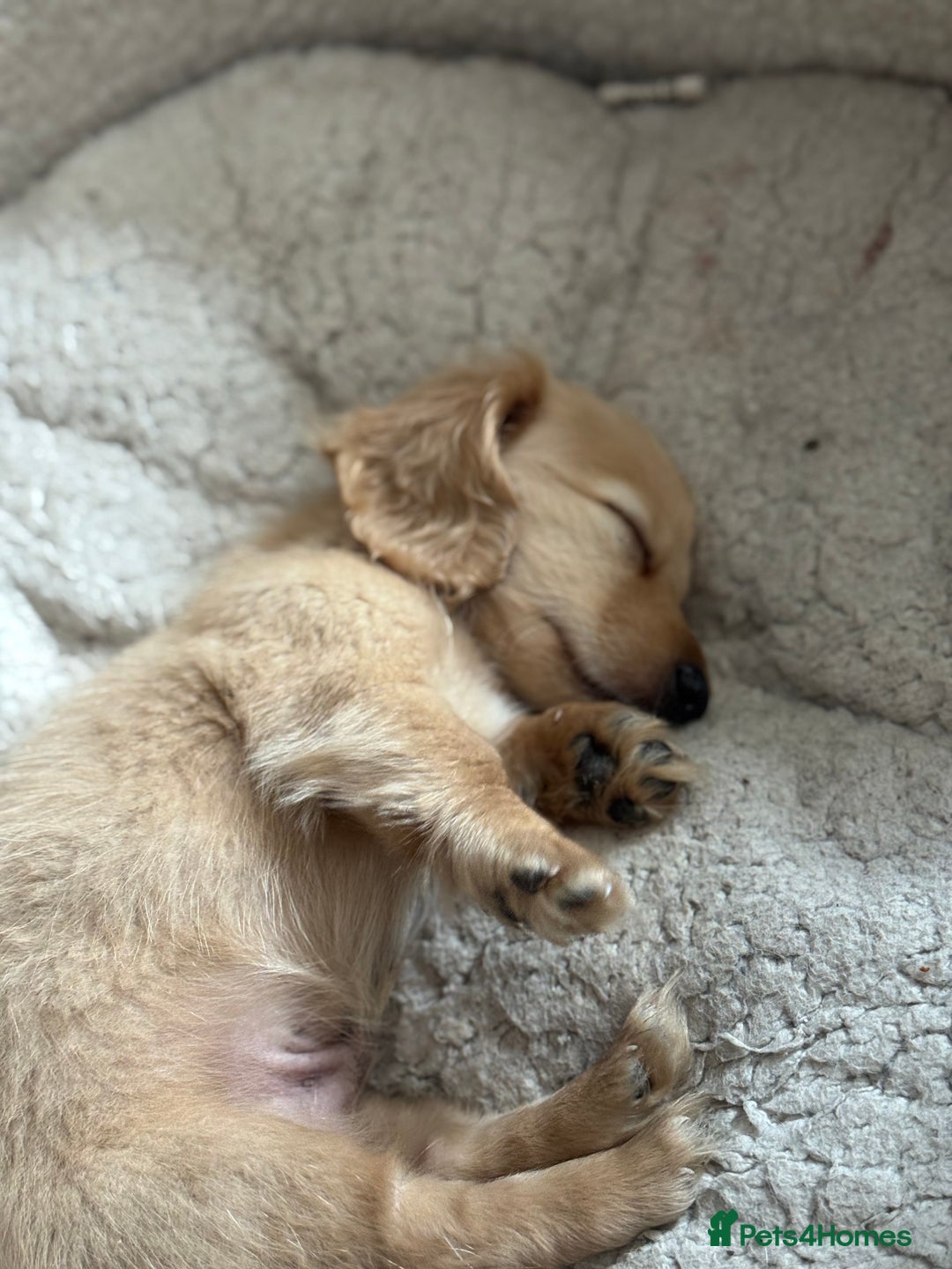 Miniature Dachshund dogs for sale: 🐾KC CREAM Long haired miniature dachshund  - Image 7
