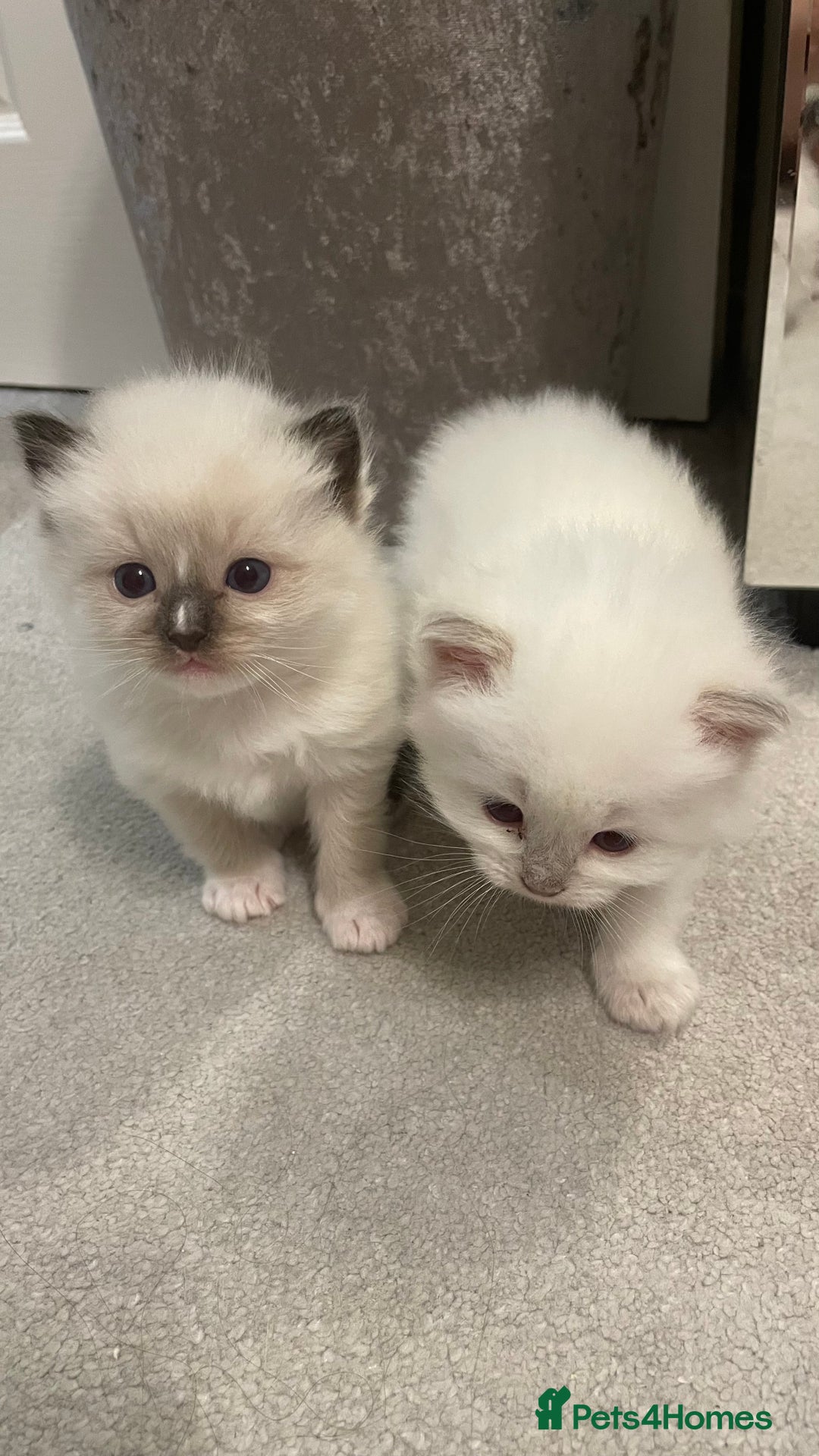 Ragdoll cats for sale: *ALL SOLD* gorgeous ragdoll kittens  - Image 7