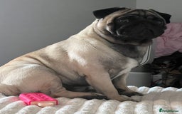 Pug dogs for sale: Our two year old loving pug needs rehomed - Image 3