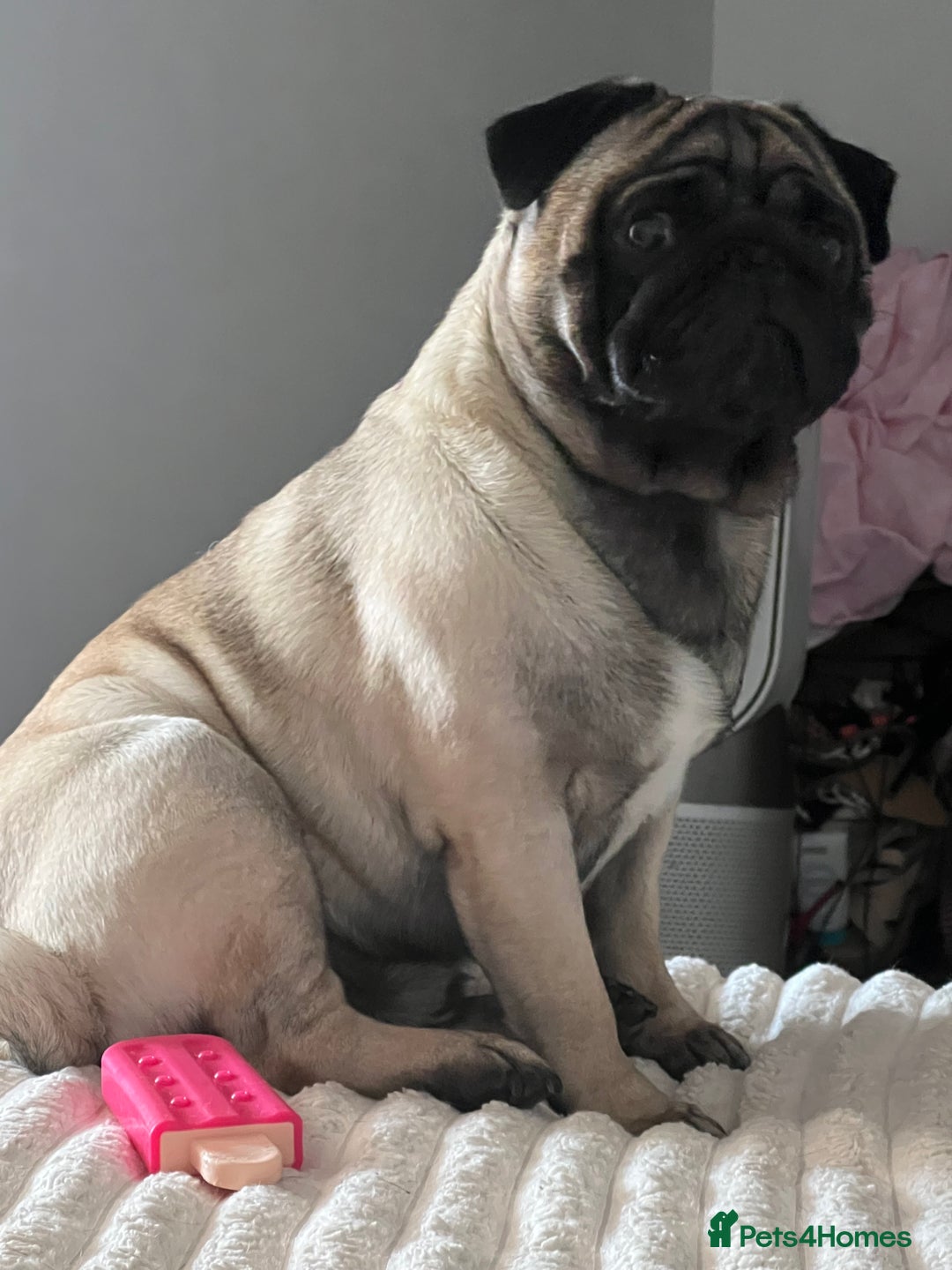 Pug dogs for sale: Our two year old loving pug needs rehomed - Image 3