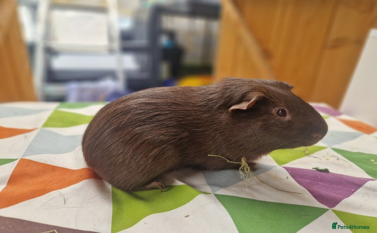 Guinea Pig rodents - Advert 4
