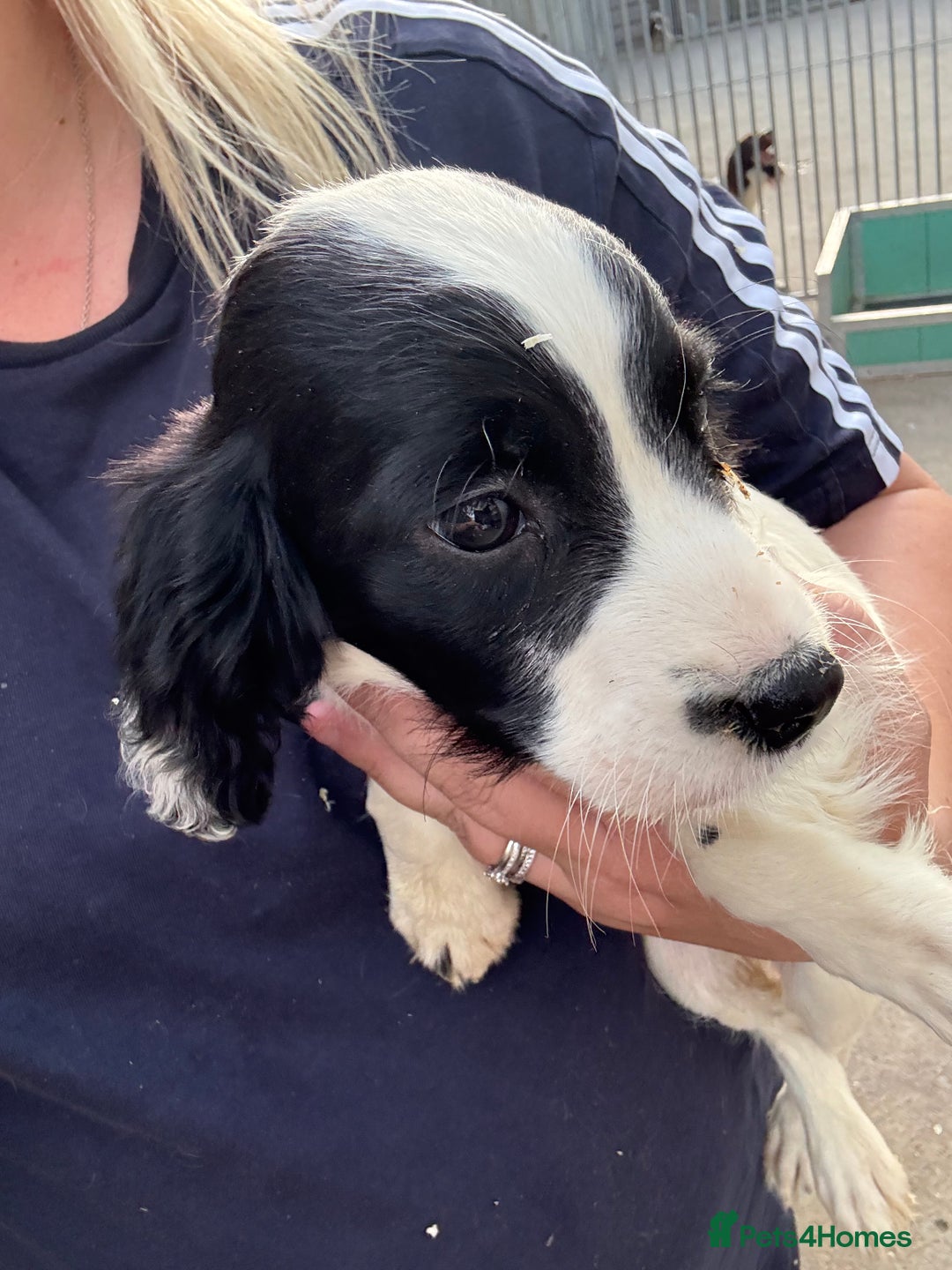 English Springer Spaniel dogs for sale: Springer spaniel pups ready now  - Image 11