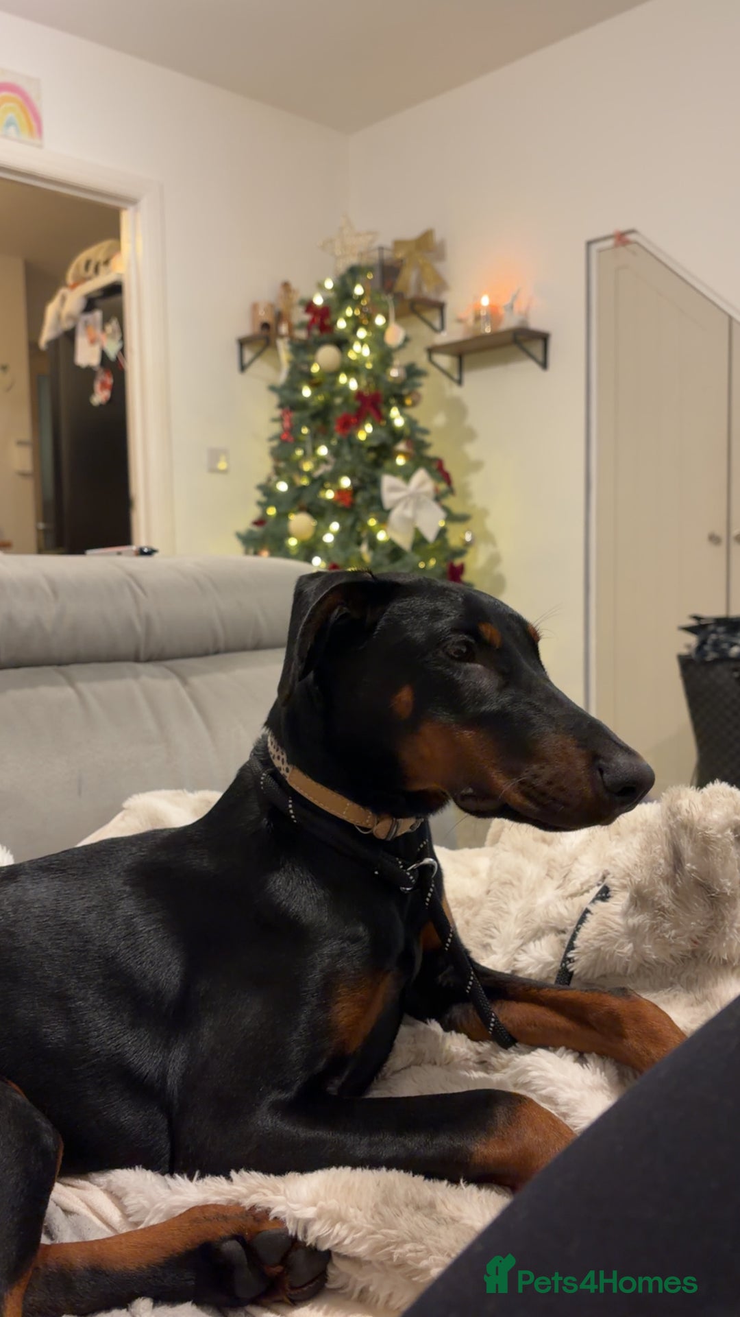 Dobermann dogs for sale: 7 Month female Doberman  - Advert 2